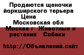 Продаются щеночки йоркширского терьера › Цена ­ 15 000 - Московская обл., Москва г. Животные и растения » Собаки   